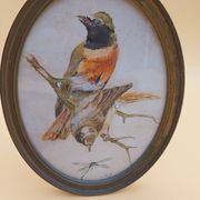 3 tableaux aquarelle peinture oiseaux signé Wolf