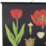 Large Vintage School Card Tulip Flowers Jung Koch Quentell 117cm