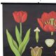 Grande carte scolaire vintage Fleurs de tulipes Jung Koch Quentell 117 cm