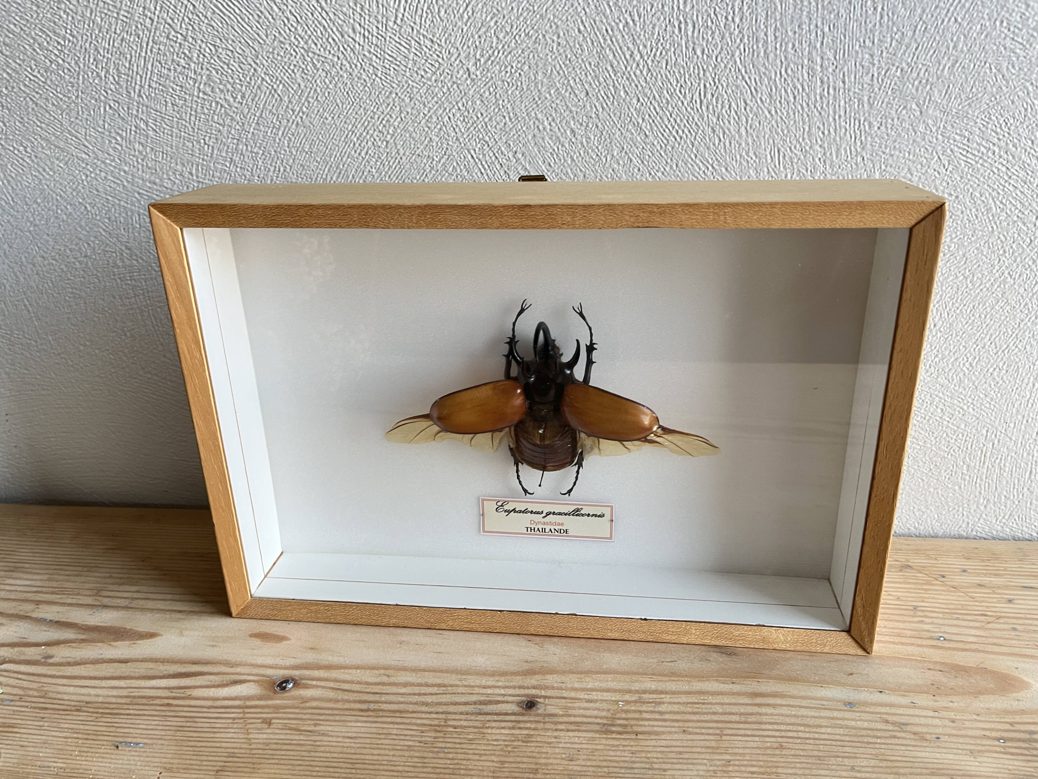Naturalized beetle insect display frame “Eupatorus gracilicornis”