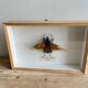 Naturalized beetle insect display frame “Eupatorus gracilicornis”