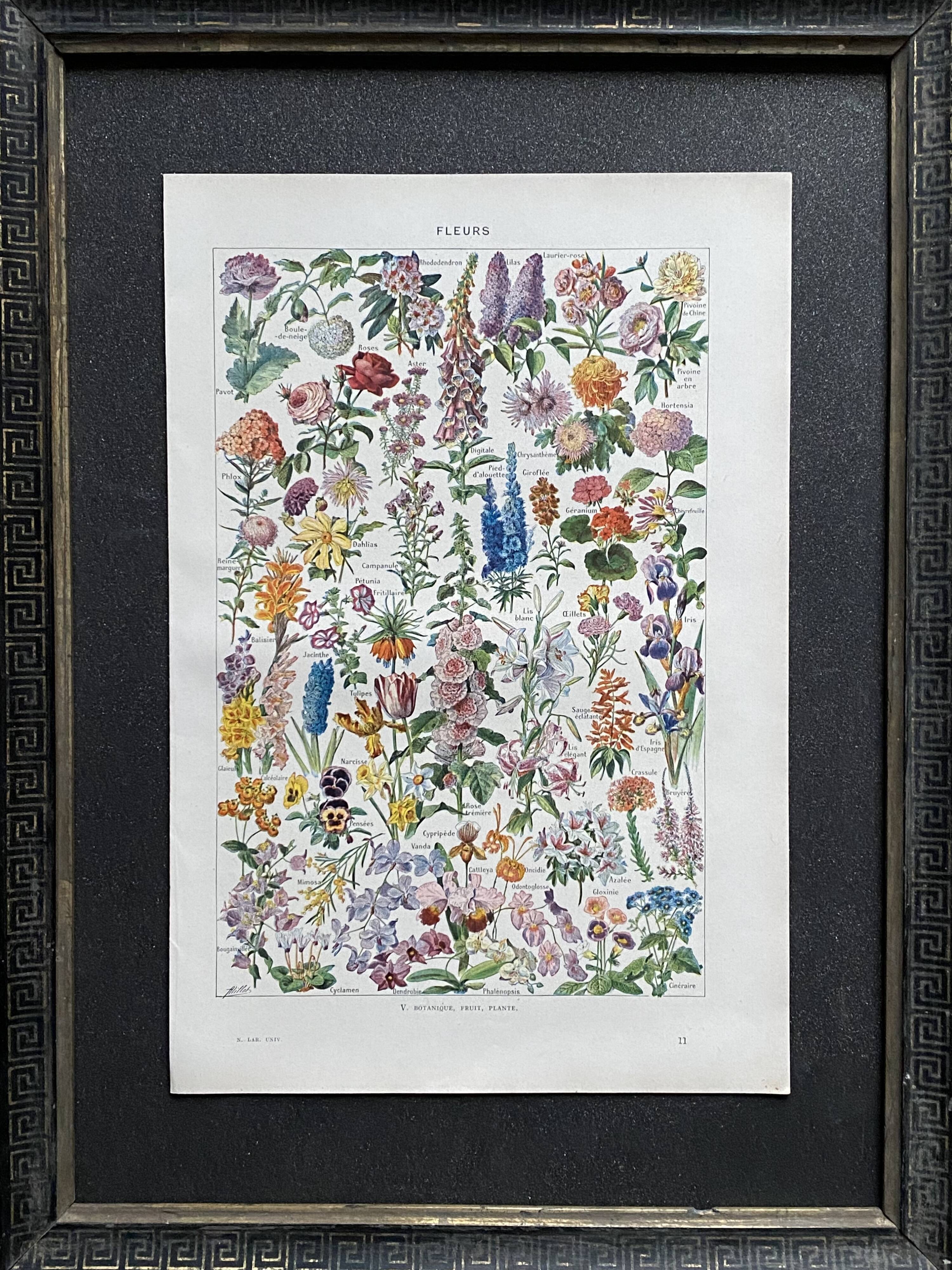 Old illustration Millot "flowers"