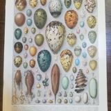 Lithograph on eggs from 1928