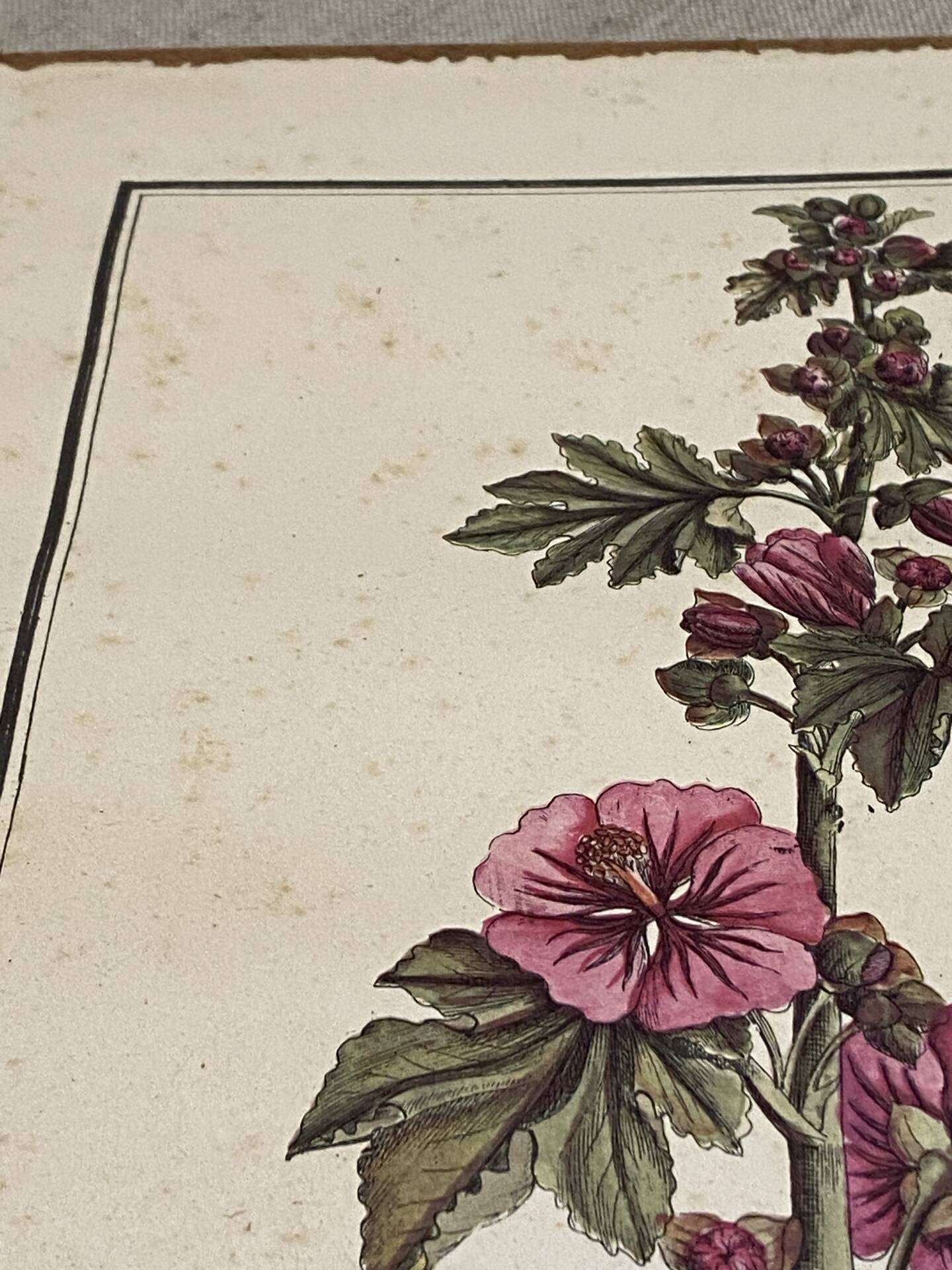 Botanical engraving of Lavatera Malvone