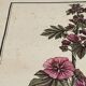 Botanical engraving of Lavatera Malvone
