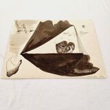 Magnifique Gravure Originale Française des années 70