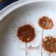 2 Old hollow plates Sarreguemines flowers faïence France