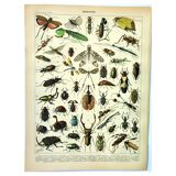 Antique Engraving - 1897 by A. Millot - Insects 2 - Vintage Lithograph
