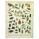 Antique Engraving - 1897 by A. Millot - Insects 2 - Vintage Lithograph