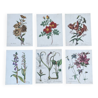 Set of 6 plant and flower prints