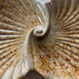 Ceramic shell-shaped trinket tray