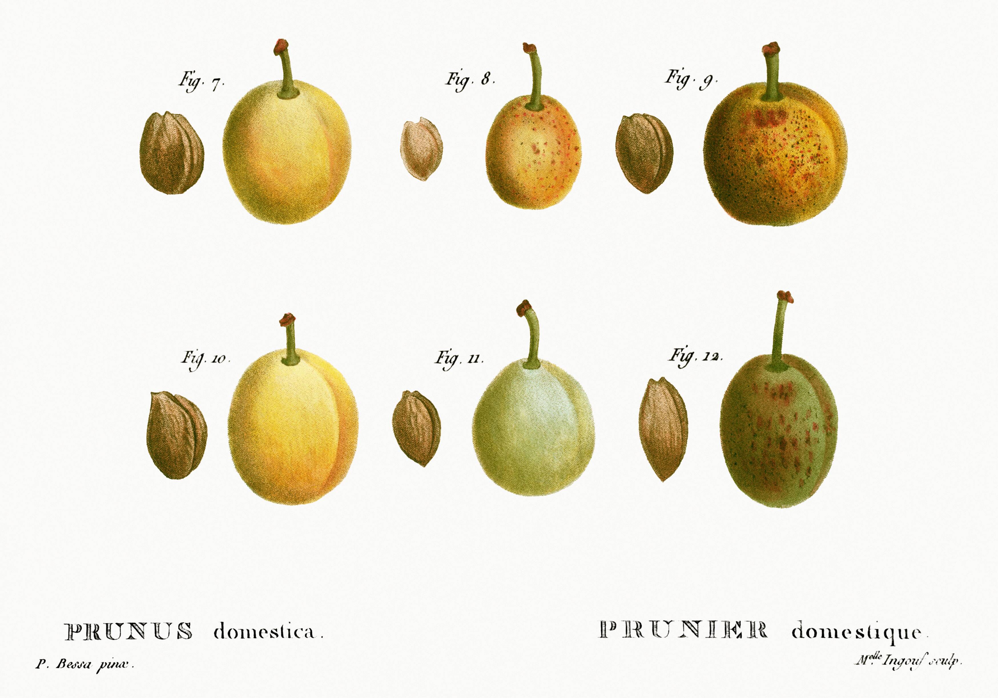 Botanical poster of the domestic plum tree, based on an old engraving