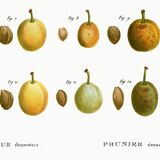Botanical poster of the domestic plum tree, based on an old engraving