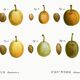 Botanical poster of the domestic plum tree, based on an old engraving