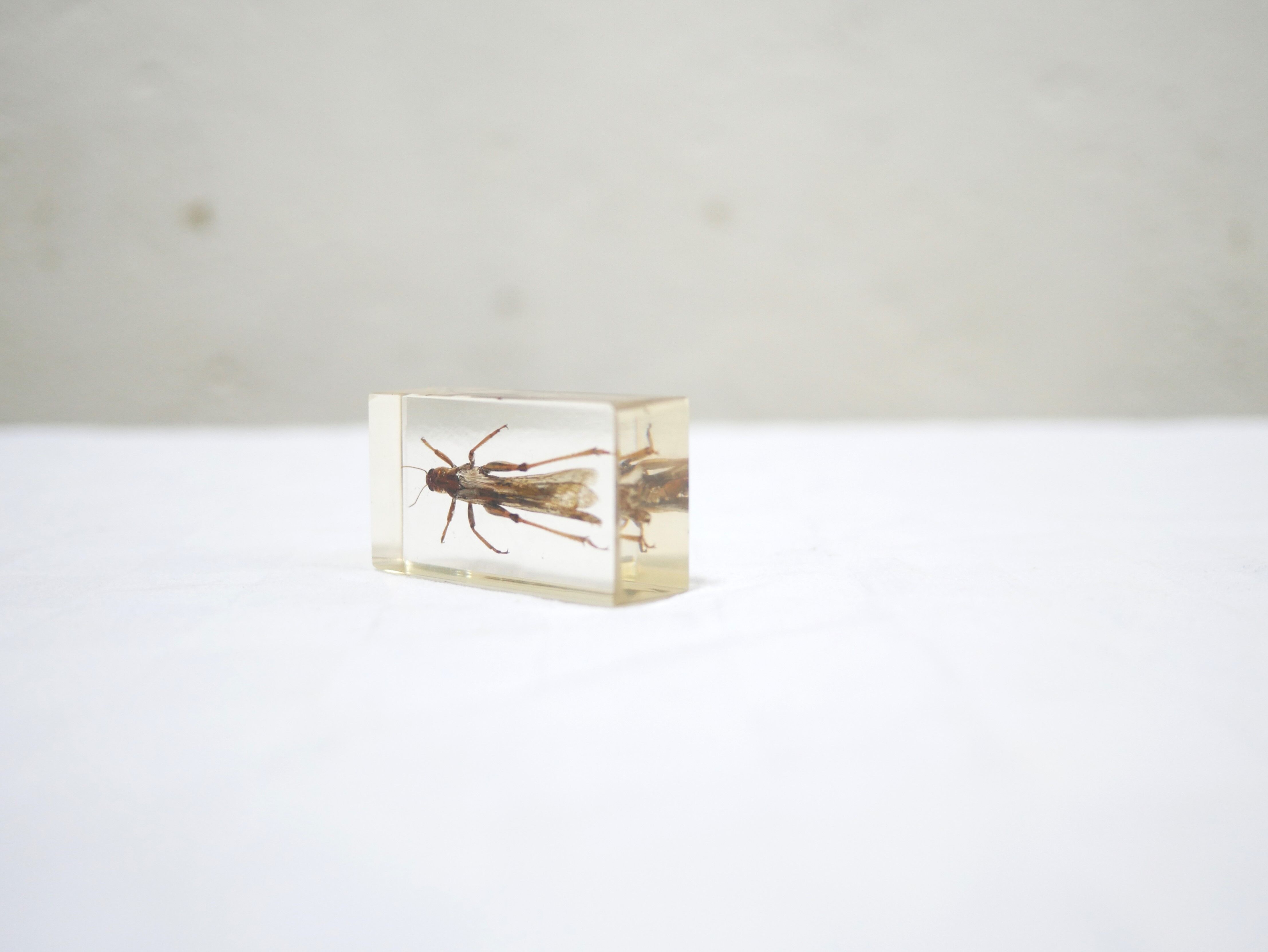 Insecte résine vintage