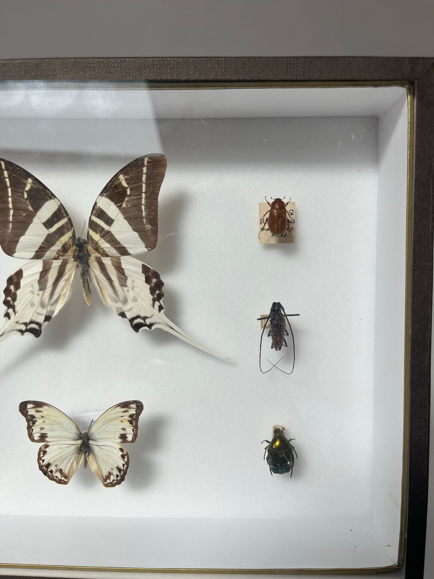 Cadre entomologie Deyrolle