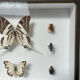 Cadre entomologie Deyrolle