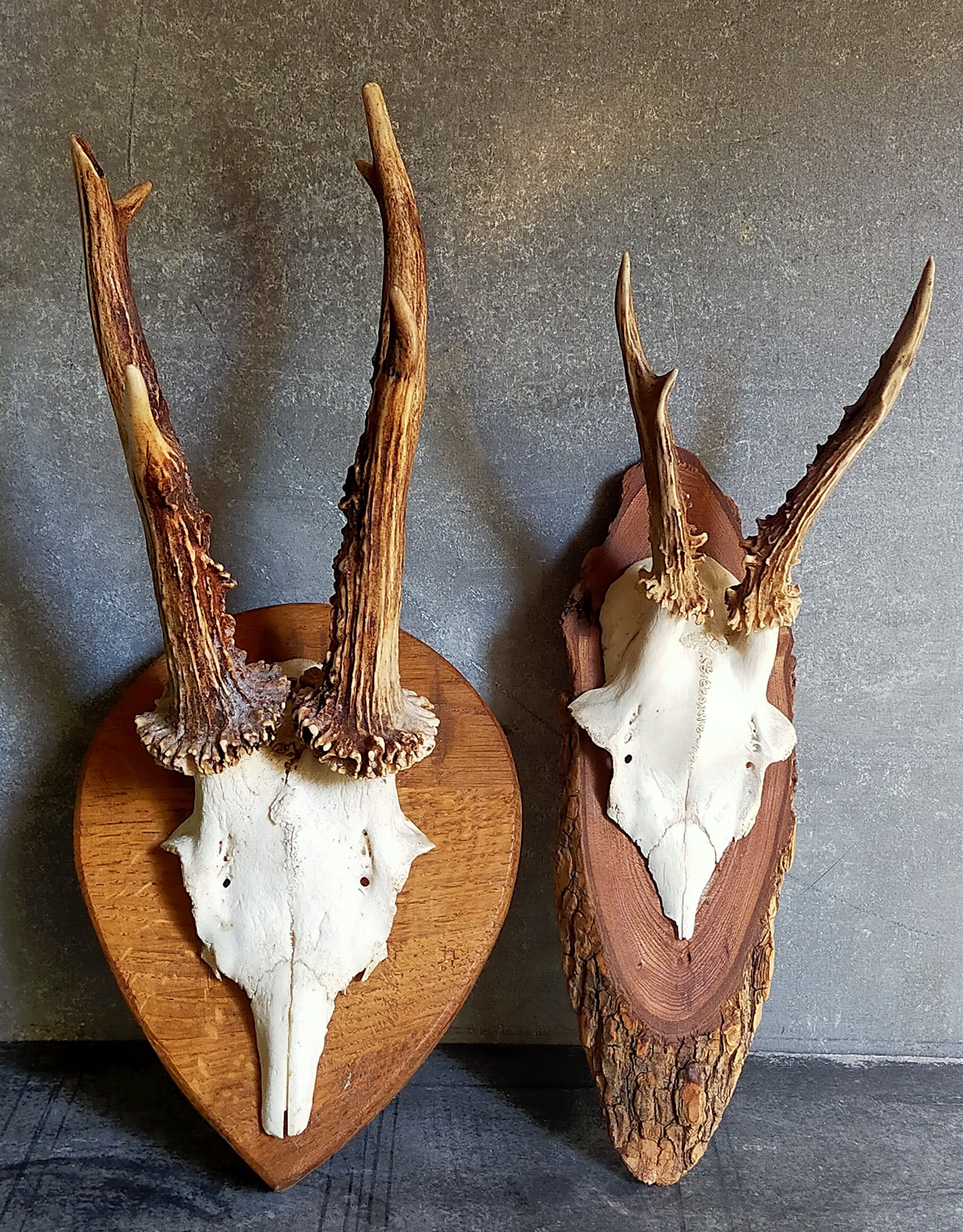 Duo of vintage hunting trophies Art-populaire 50s