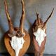 Duo of vintage hunting trophies Art-populaire 50s