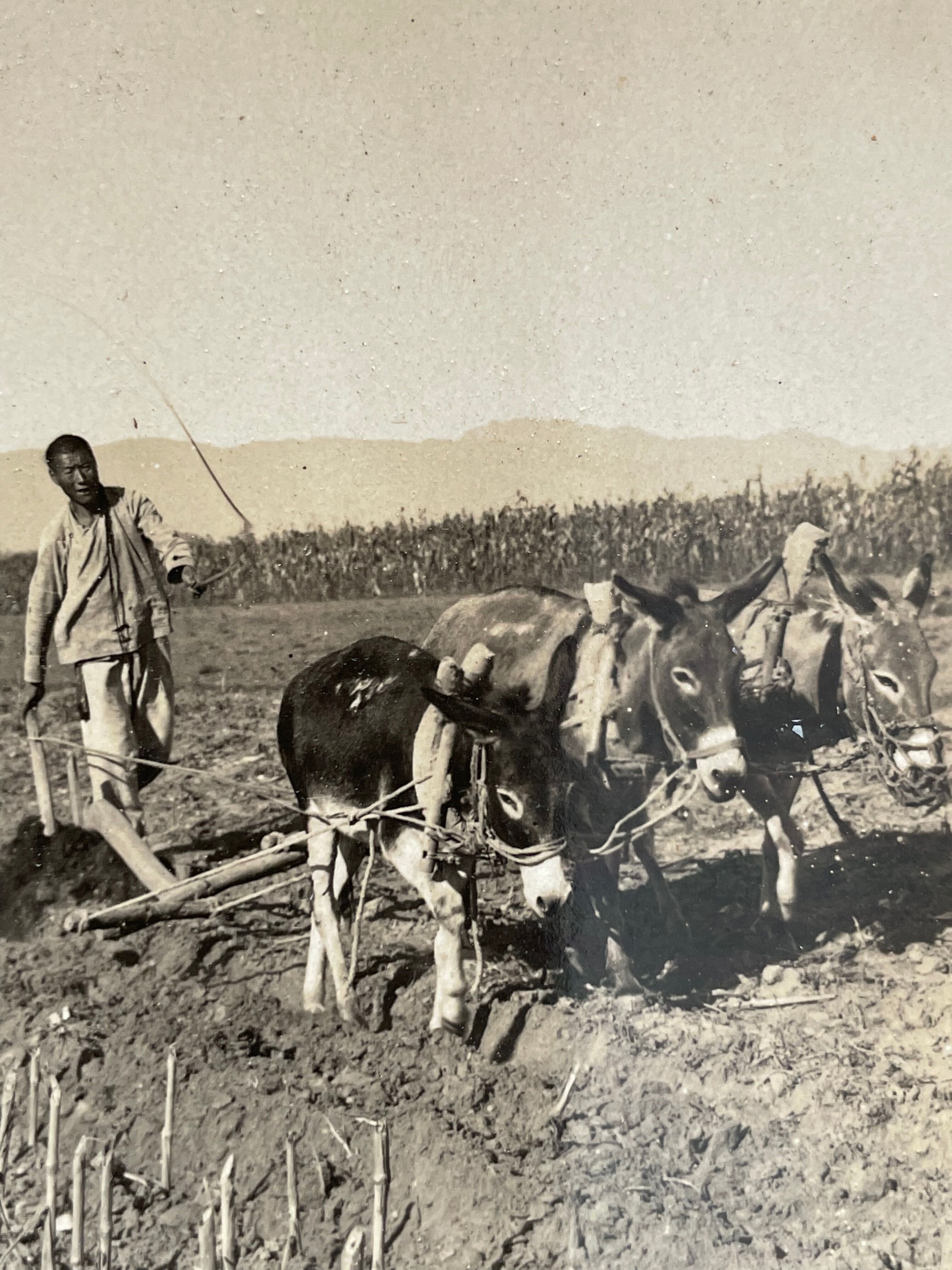 Old photography stereo, stereograph, luxury albumin 1903 Chinese farmer