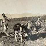 Old photography stereo, stereograph, luxury albumin 1903 Chinese farmer