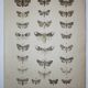 Old engraving of Butterflies - Lithograph from 1887 - Bucephala - Original illustration