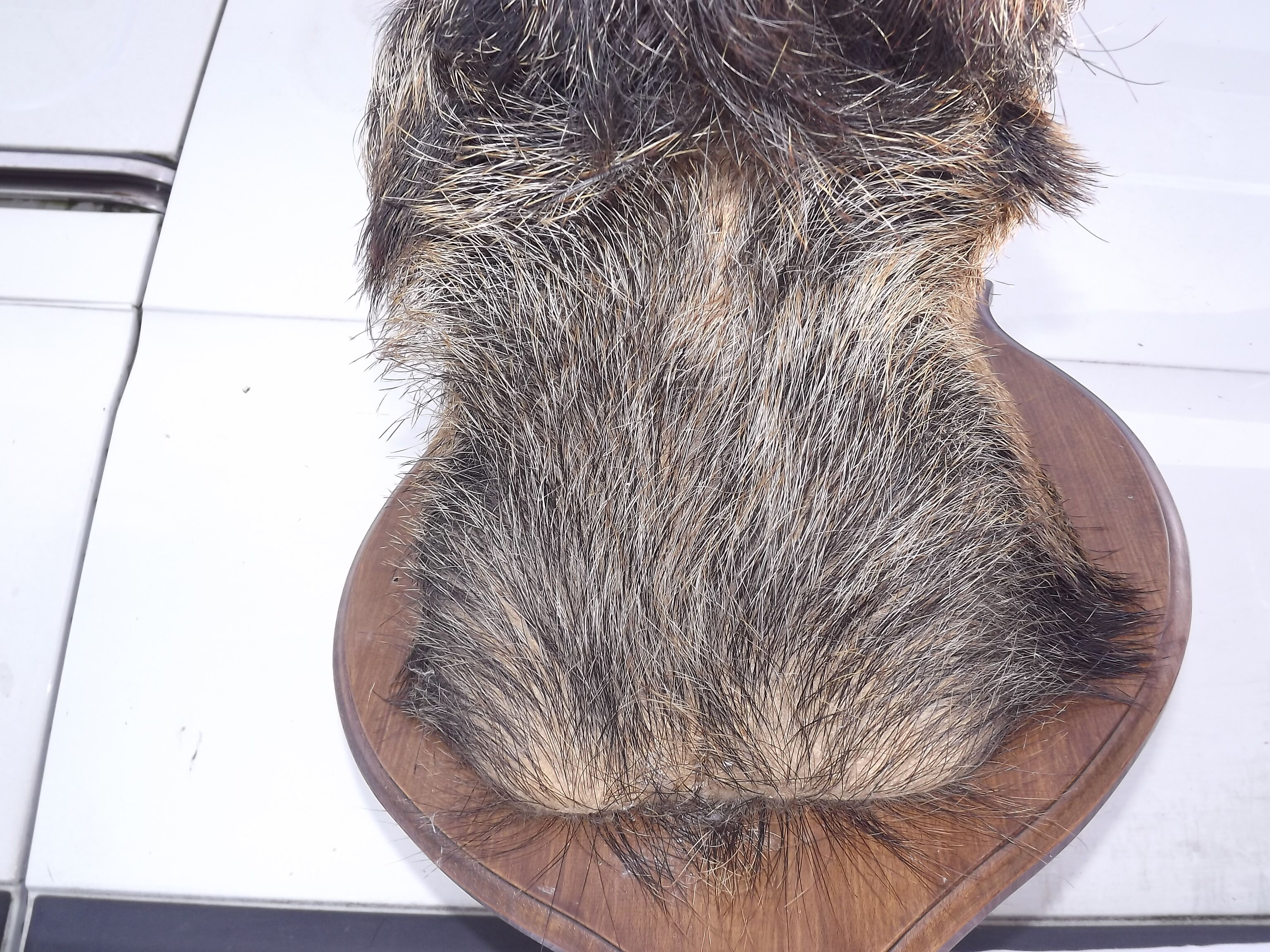 Hunting boar's head trophy