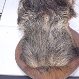 Hunting boar's head trophy