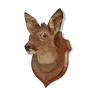 Trophy, naturalized doe head, taxidermy