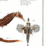 Poster about seahorses, sea dragons and trumpetfish