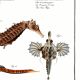 Poster about seahorses, sea dragons and trumpetfish