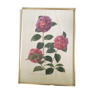 Cadre doré avec des camelias