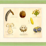 Walnut, botanical engraving, 1874