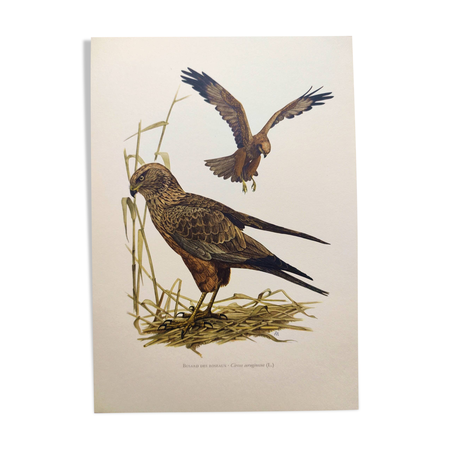 Old bird board 1960s - Marsh Harrier - animal image