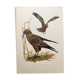 Old bird board 1960s - Marsh Harrier - animal image