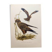 Planche ancienne oiseaux Années 1960 - Busard des Roseaux - image animale