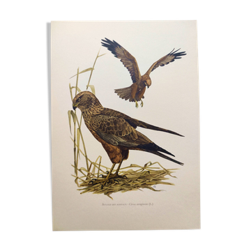 Planche ancienne oiseaux Années 1960 - Busard des Roseaux - image animale
