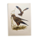 Old bird board 1960s - Marsh Harrier - animal image