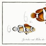 Poster about the clownfish, based on an old engraving from 1746.
