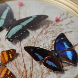 Domed frame with stuffed butterflies
