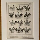 Lithograph on chickens - 1920