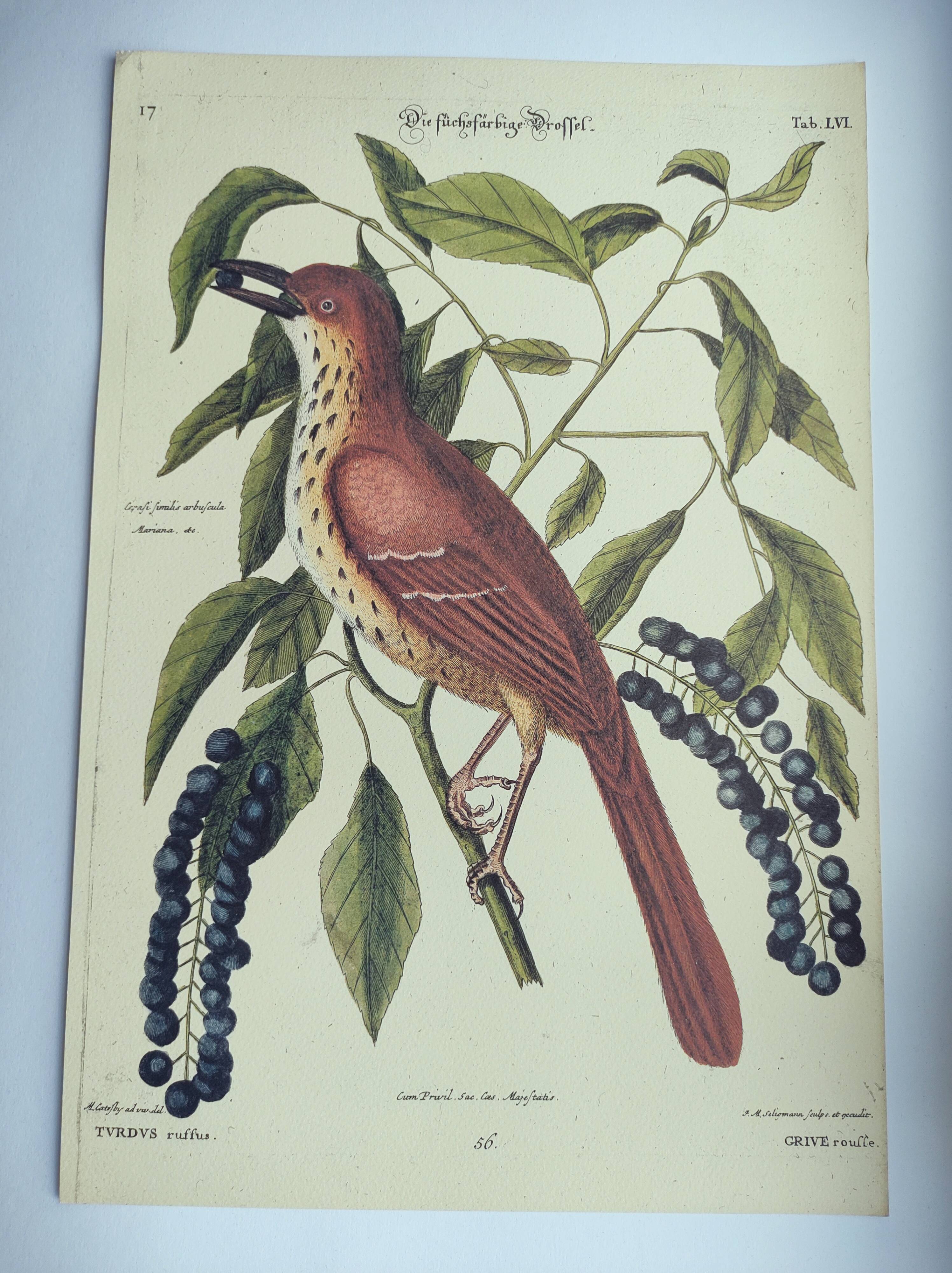 Old bird engraving -Red Thrush- Zoological plate by Seligmann & Catesby