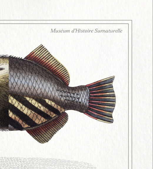 3 chimeras lithograph animal engraving