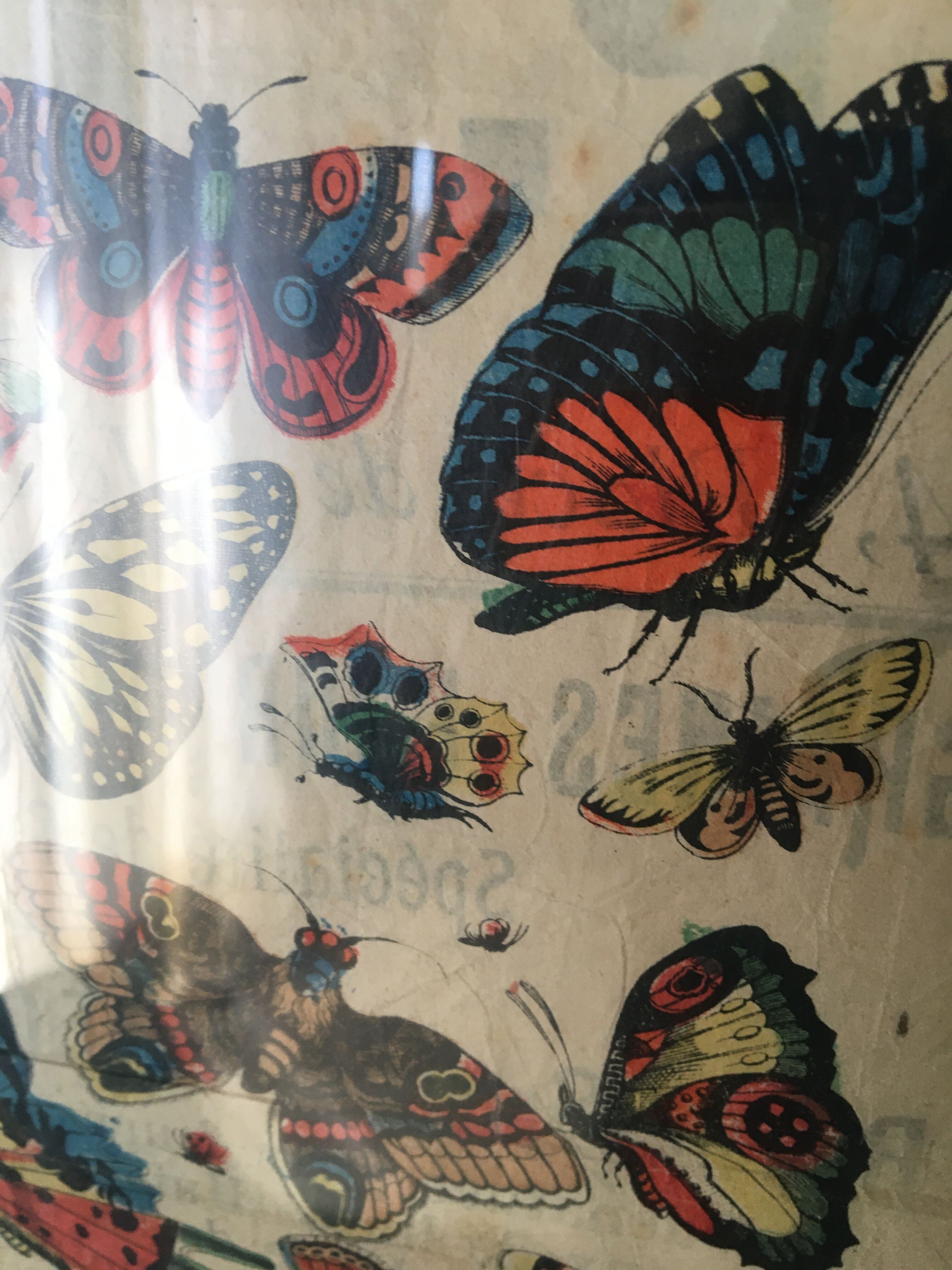 Naturalist butterfly poster, early 20th century