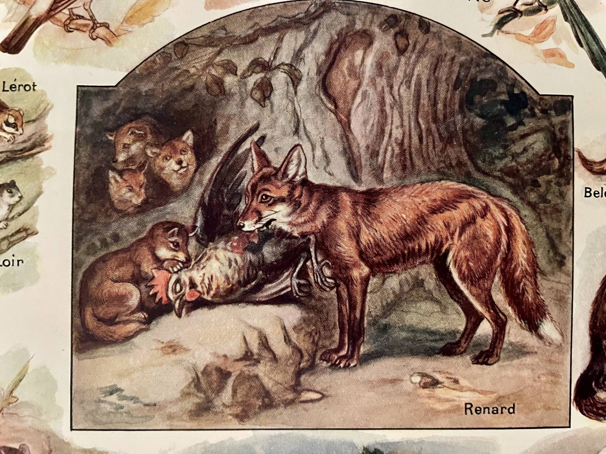 Lithographie sur les animaux utiles de 1911