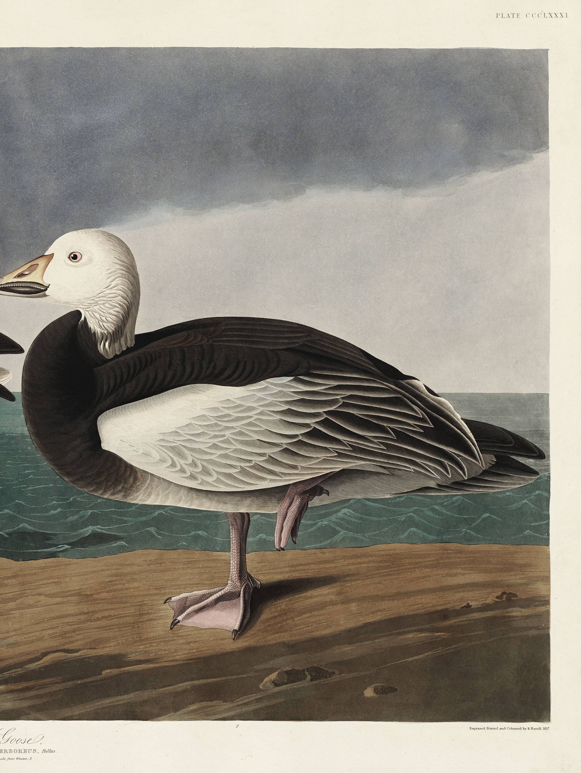 Poster about the Snow Goose, based on an old engraving from 1827.