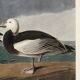 Poster about the Snow Goose, based on an old engraving from 1827.