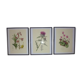 3 pink flower planks framed cyclamen, woolly ciss, lilies