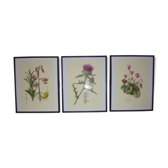 3 pink flower planks framed cyclamen, woolly ciss, lilies