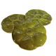 Gien oyster plate